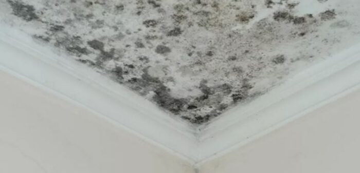 عفن الجدران