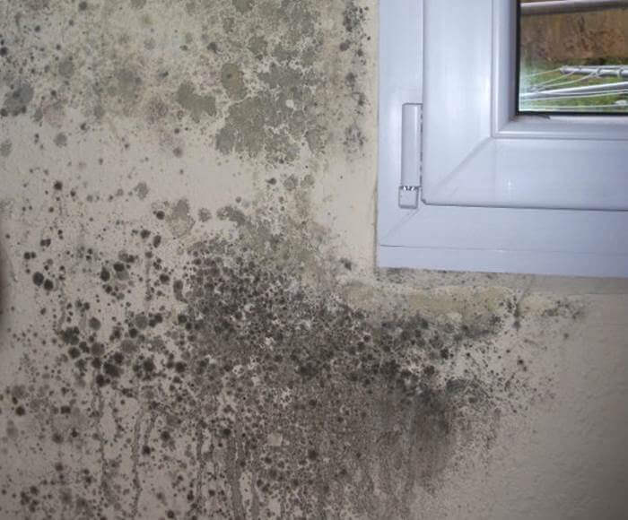 عفن الجدران