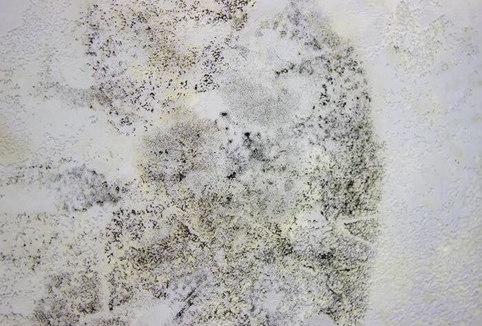 عفن الجدران