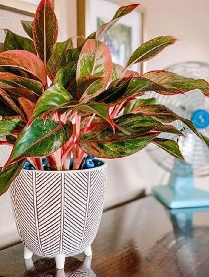 نباتات الظل