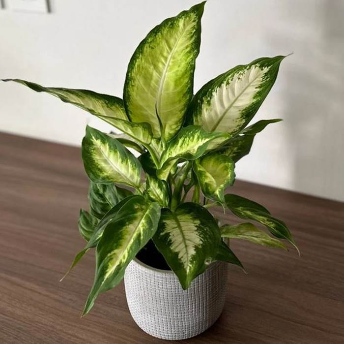 نباتات الظل