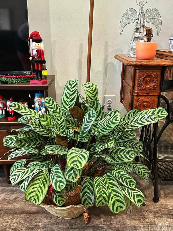 نباتات الظل