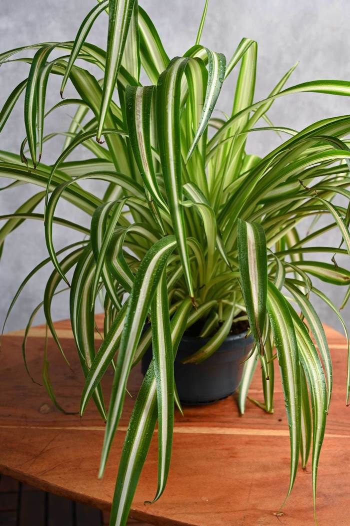 نباتات الظل