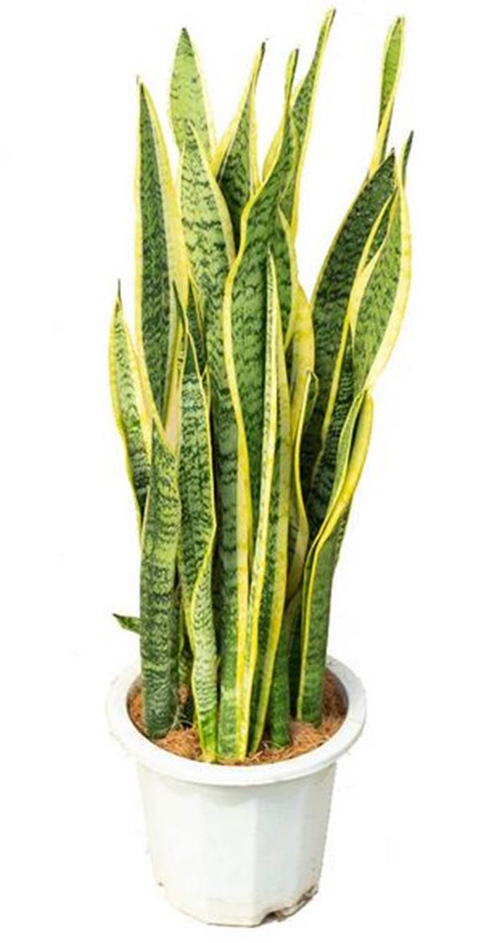 نباتات الظل