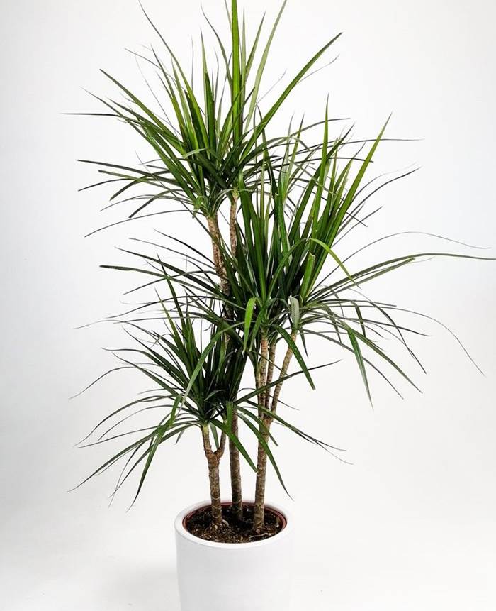 نباتات الظل