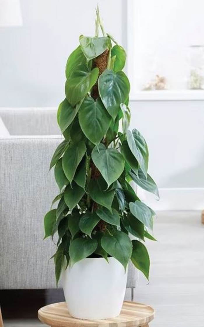 نباتات الظل